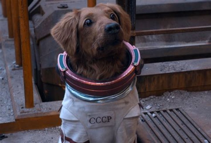 Cosmo the Spacedog From 'What If...?' Is Actually Based on a Real-Life Dog |