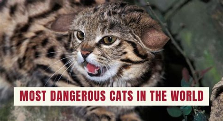 The Most Dangerous Cat Breed To Own
